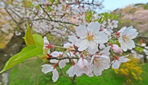 三渓園の満開の桜、団子でお花見